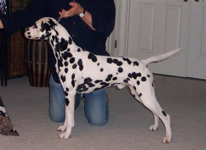 Beemer's 2nd Birthday